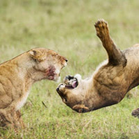Ảnh đẹp: Sư tử đánh nhau ác liệt trên đồng cỏ