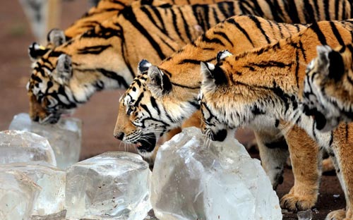 Ảnh đẹp: Sư tử đánh nhau ác liệt trên đồng cỏ - 3