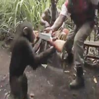 Video Clip Cười - Khỉ xả súng điên cuồng