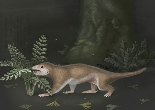 Phát hiện loài động vật có vú cổ xưa nhất - 2