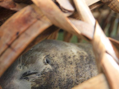 Bắt được hải cẩu, ngư dân đòi bồi thường - 2