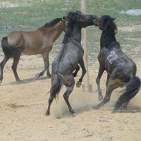 Thể thao - Độc đáo lễ hội đấu ngựa Hà Giang