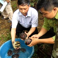 Tin tức trong ngày - Rùa "sách đỏ" bay về đoàn tụ tại VN