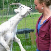 Cười 24h - “Máu dê” trả giá