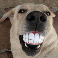 Cười 24h - Cứ dồn người ta vào chỗ bí