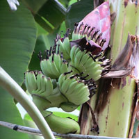 Phi thường - kỳ quặc - Khánh Hòa: Buồng chuối trổ ngược giữa thân cây