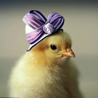 Phi thường - kỳ quặc - Những chú gà con siêu đáng yêu