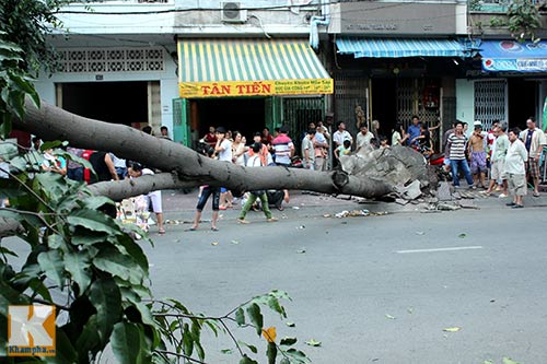TP.HCM: Cây xanh bật gốc, đè bẹp ô tô - 2