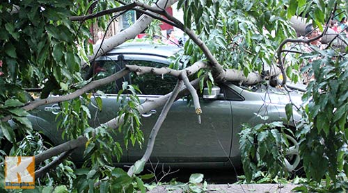 TP.HCM: Cây xanh bật gốc, đè bẹp ô tô - 4