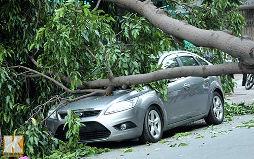 TP.HCM: Cây xanh bật gốc, đè bẹp ô tô - 5