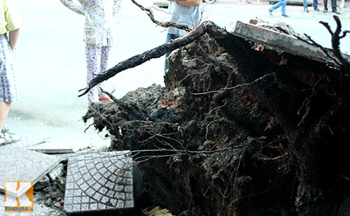 TP.HCM: Cây xanh bật gốc, đè bẹp ô tô - 7