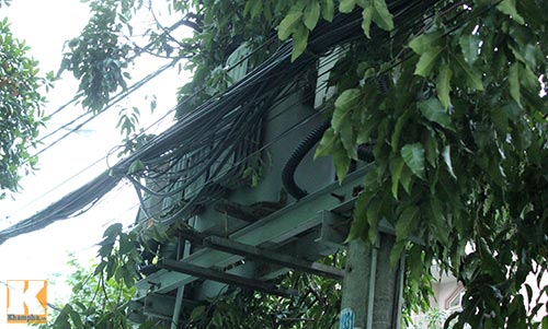 TP.HCM: Cây xanh bật gốc, đè bẹp ô tô - 9