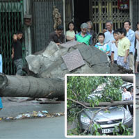 Tin tức trong ngày - TP.HCM: Cây xanh bật gốc, đè bẹp ô tô