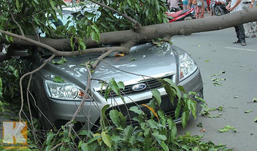 TP.HCM: Cây xanh bật gốc, đè bẹp ô tô - 3