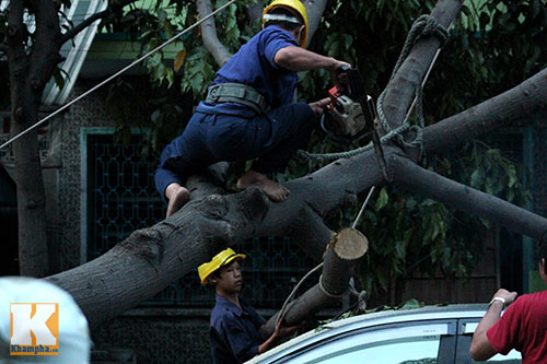 TP.HCM: Cây xanh bật gốc, đè bẹp ô tô - 10