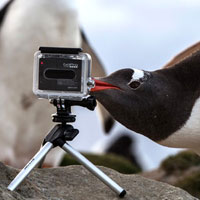 Ảnh đẹp: Chim cánh cụt kiểm tra... camera