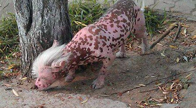Hình ảnh một con vật quái dị được tìm thấy ở Trung Quốc, vừa có hình dáng giống lợn vừa có đặc điểm bờm ngựa.
