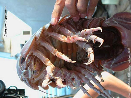 Những côn trùng khủng nhất thế giới - 3