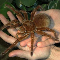 Tin tức trong ngày - Những côn trùng khủng nhất thế giới