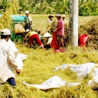 Thị trường - Tiêu dùng - Cẩn thận với chất biến đổi gen