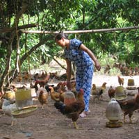 Thị trường - Tiêu dùng - Gà Yên Thế: Chỉ đạo không làm nên thương hiệu