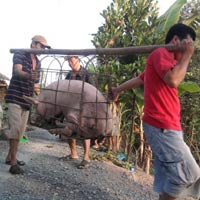 Thị trường - Tiêu dùng - Gom lợn mỡ bán sang Trung Quốc