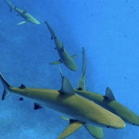 Thị trường - Tiêu dùng - Đổ chục triệu săn cá mập cảnh ăn thịt