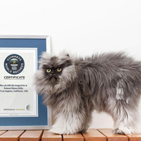 Ảnh đẹp: Chú mèo có lông dài nhất thế giới