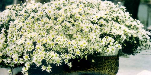 Cứ ở nhà và thương Việt Nam - 2