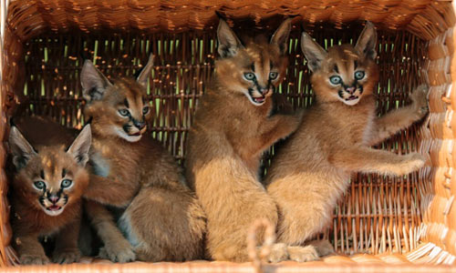 Ảnh đẹp: Chú mèo có lông dài nhất thế giới - 11