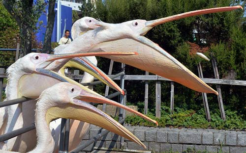 Ảnh đẹp: Chú mèo có lông dài nhất thế giới - 4