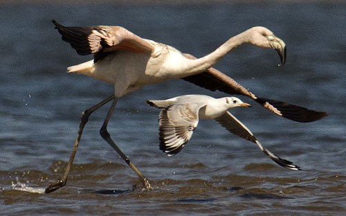 Ảnh đẹp: Chú mèo có lông dài nhất thế giới - 7