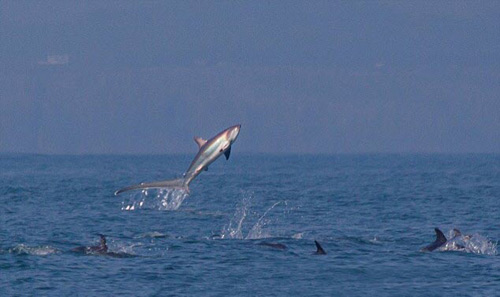 Ảnh đẹp: Chú mèo có lông dài nhất thế giới - 9