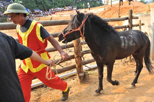 Hà Giang: Uy mãnh 32 chú ngựa tung vó vào trận thư hùng - 2