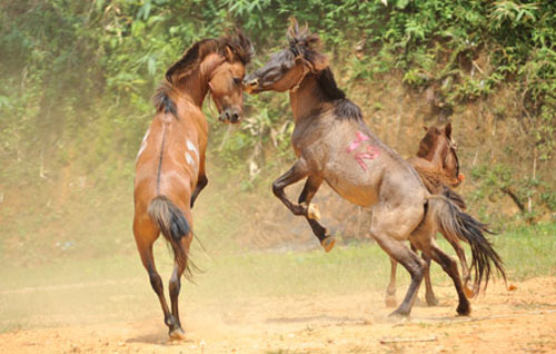 Hà Giang: Uy mãnh 32 chú ngựa tung vó vào trận thư hùng - 3