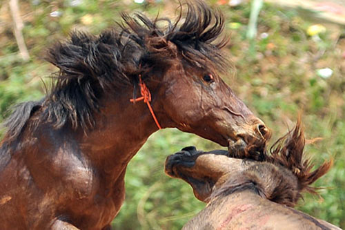 Hà Giang: Uy mãnh 32 chú ngựa tung vó vào trận thư hùng - 4