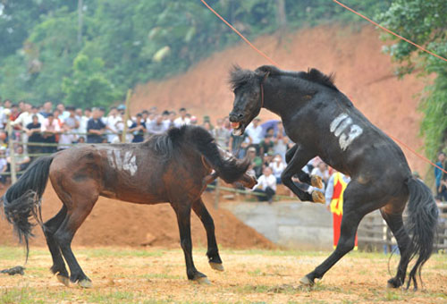 Hà Giang: Uy mãnh 32 chú ngựa tung vó vào trận thư hùng - 5