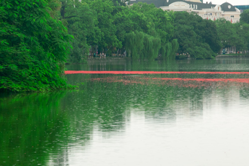 Hoa lộc vừng trải thảm đỏ Hồ Gươm - 1