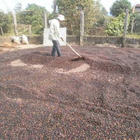 Thị trường - Tiêu dùng - Xuất khẩu nông sản tuột dốc