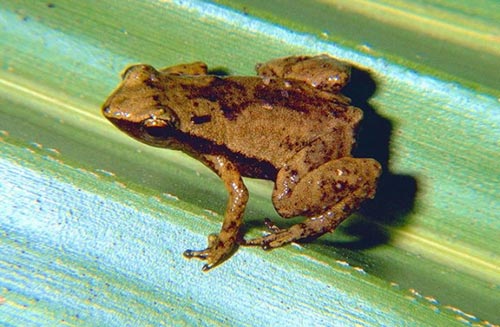 Loài ếch nhỏ nhất thế giới nghe bằng... mồm - 2