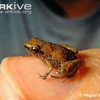 Tin tức trong ngày - Loài ếch nhỏ nhất thế giới nghe bằng... mồm