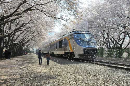 Jinhae và mùa anh đào - 2