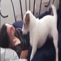 Cười 24h - Chú chó " siêu thông minh"