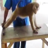 Cười 24h - Khỉ chống đẩy và tập cơ bụng