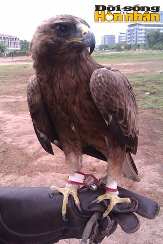 Ly kỳ chuyện săn lùng "vương điểu" - 2