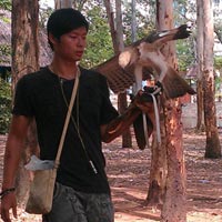 Tin tức trong ngày - Ly kỳ chuyện săn lùng "vương điểu"