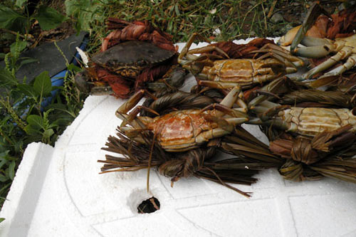Mùa cua tìm bạn tình - 2