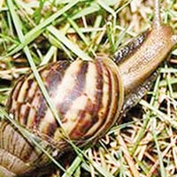 Sức khỏe đời sống - Viêm não vì ăn… ốc tái chanh!