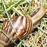 Sức khỏe đời sống - Viêm não vì ăn… ốc tái chanh!