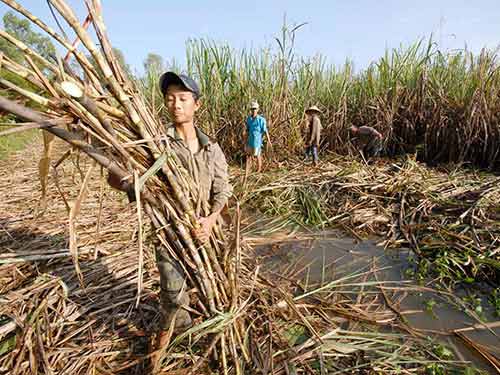 Không phải đường ăn nào cũng “sạch” - 1
